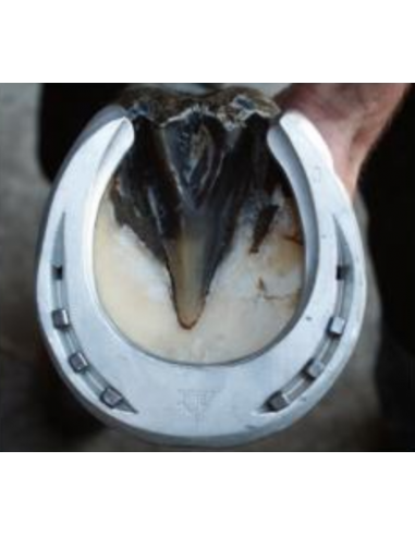 ACR - 110 Suspensory Shoe