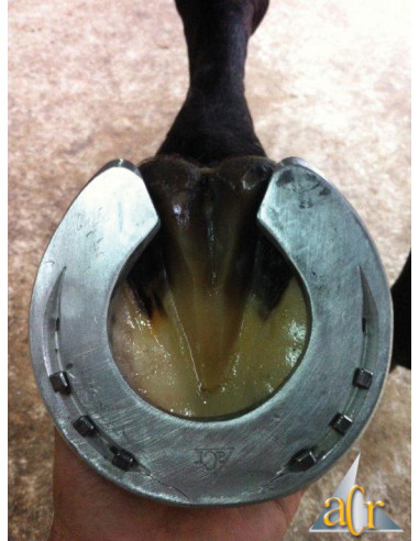 Fers à cheval aluminium - ACR 100 - Fer couvert