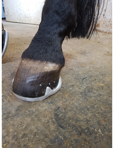Fers à cheval aluminium - ACR 2140 - Fer à planche postérieur