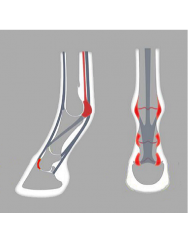 Fers à cheval aluminium - ACR 2150 - Fer asymétrique postérieur