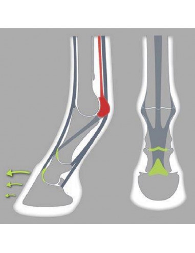 ACR - 320 Rolling Sport shoe