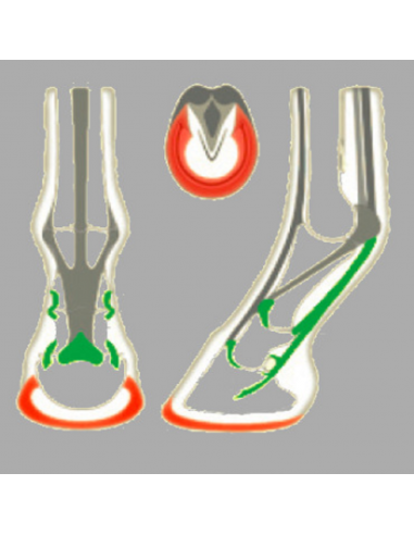 ACR - 325 Rolling Torsion Shoe