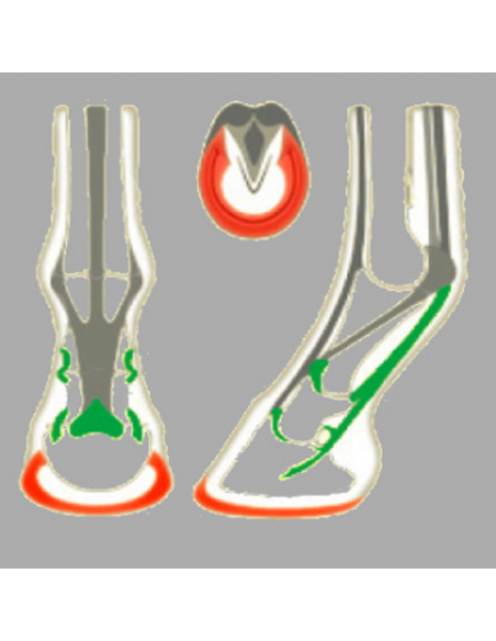 ACR - 325 Rolling Torsion Shoe ACR - 325 Rolling Torsion Shoe