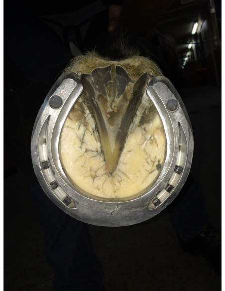 ACR - 340 Sport + Shoe ACR - 340 Sport + Shoe