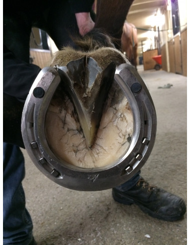 ACR - 340 Sport + Shoe