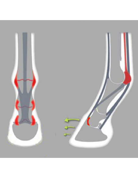 ACR - 350 Asymmetric Shoe ACR - 350 Asymmetric Shoe