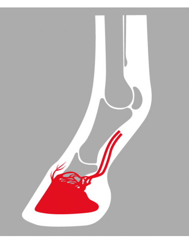 ACR - 360 Rocking Shoe