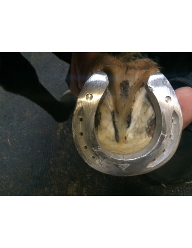 Fers à cheval aluminium - ACR 360 - Fer rocking shoe