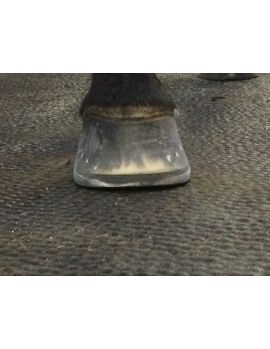 ACR - 360 Rocking Shoe