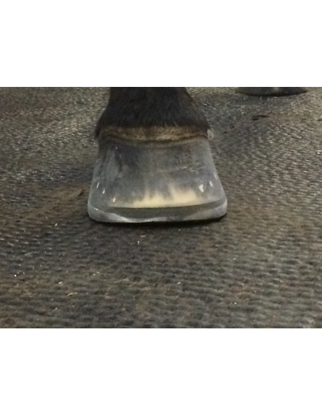 Fers à cheval aluminium - ACR 360 - Fer rocking shoe