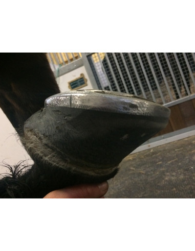Fers à cheval aluminium - ACR 360 - Fer rocking shoe