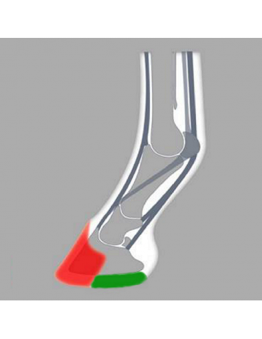 ACR - 800 Heart Bar Shoe