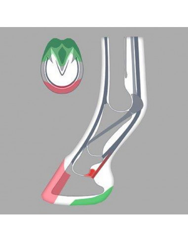 ACR - 800 Heart Bar Shoe